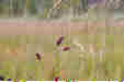Ƃ܂