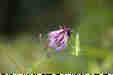 Ƃ܂