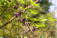 Ƃ܂