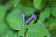 ܂
