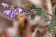 Ƃ܂