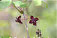 Ƃ܂