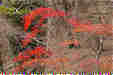 ܂